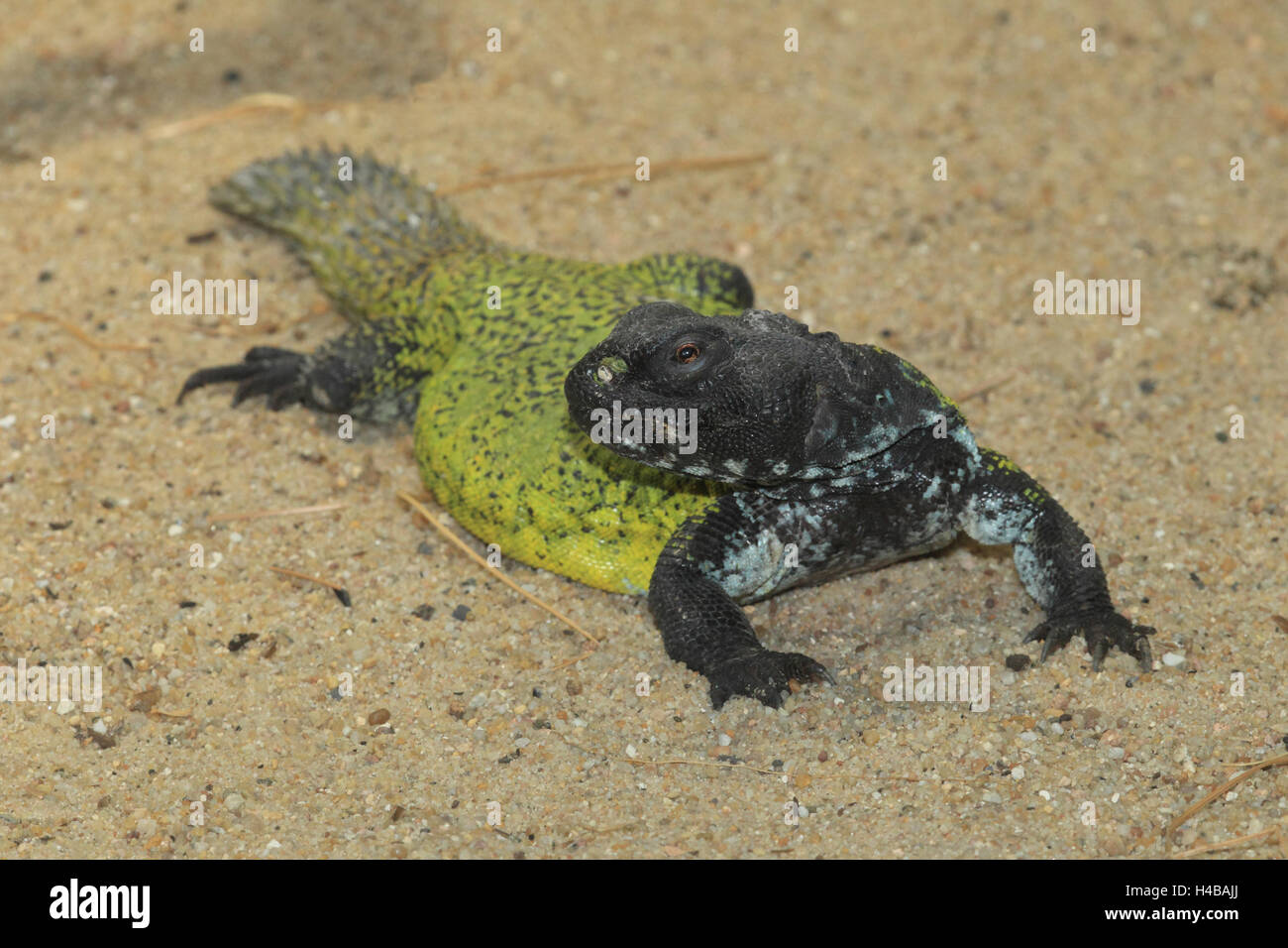 Oman spiny tailed agama hires stock photography and images Alamy