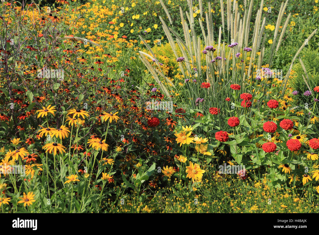Garden in summer, coneflowers, Rudbeckia fulgida Stock Photo
