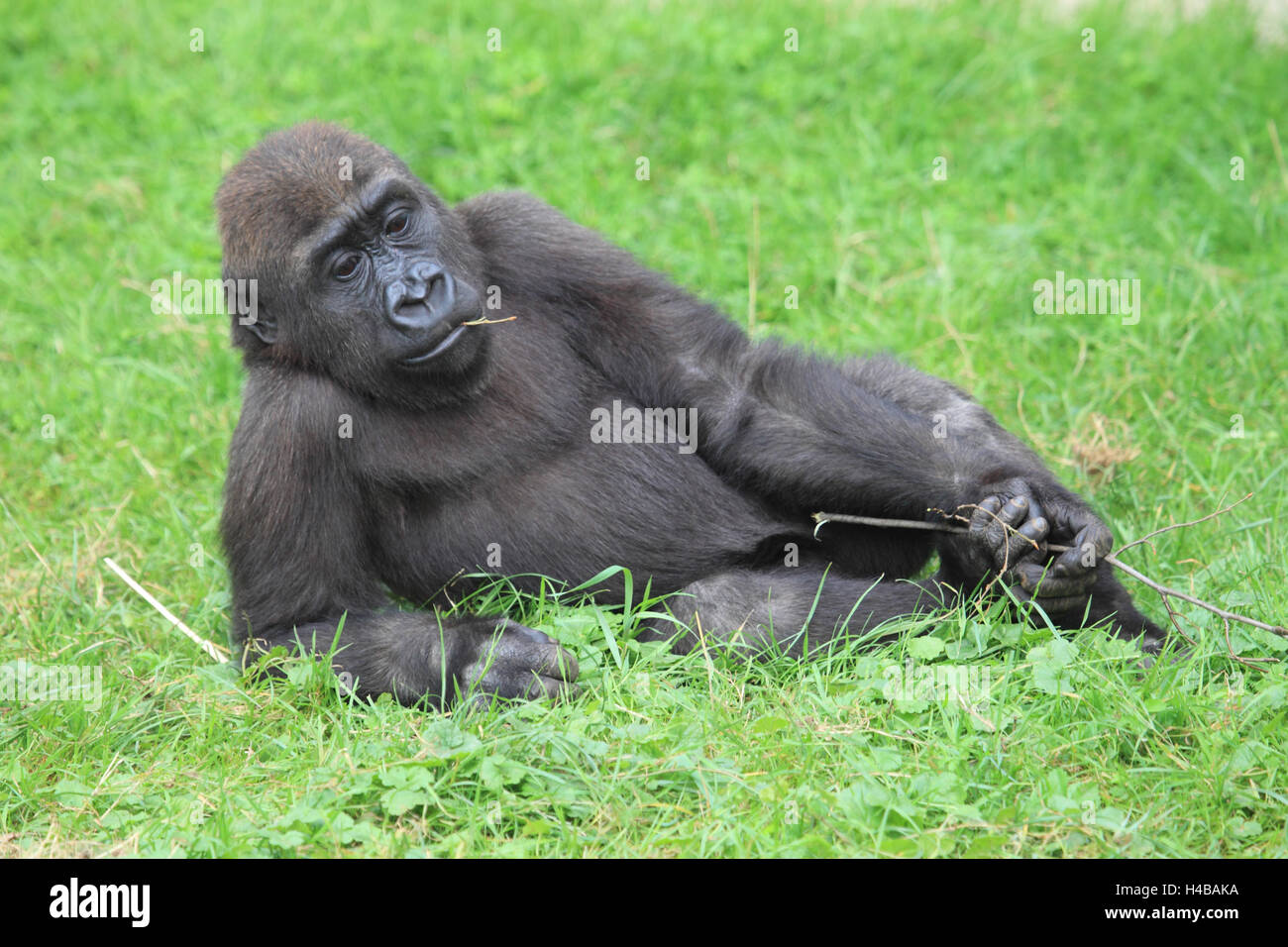 Western gorilla, gorilla gorilla Stock Photo