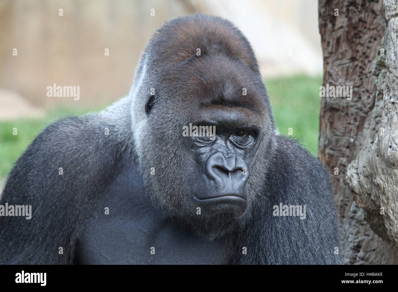 Western gorilla, gorilla gorilla Stock Photo