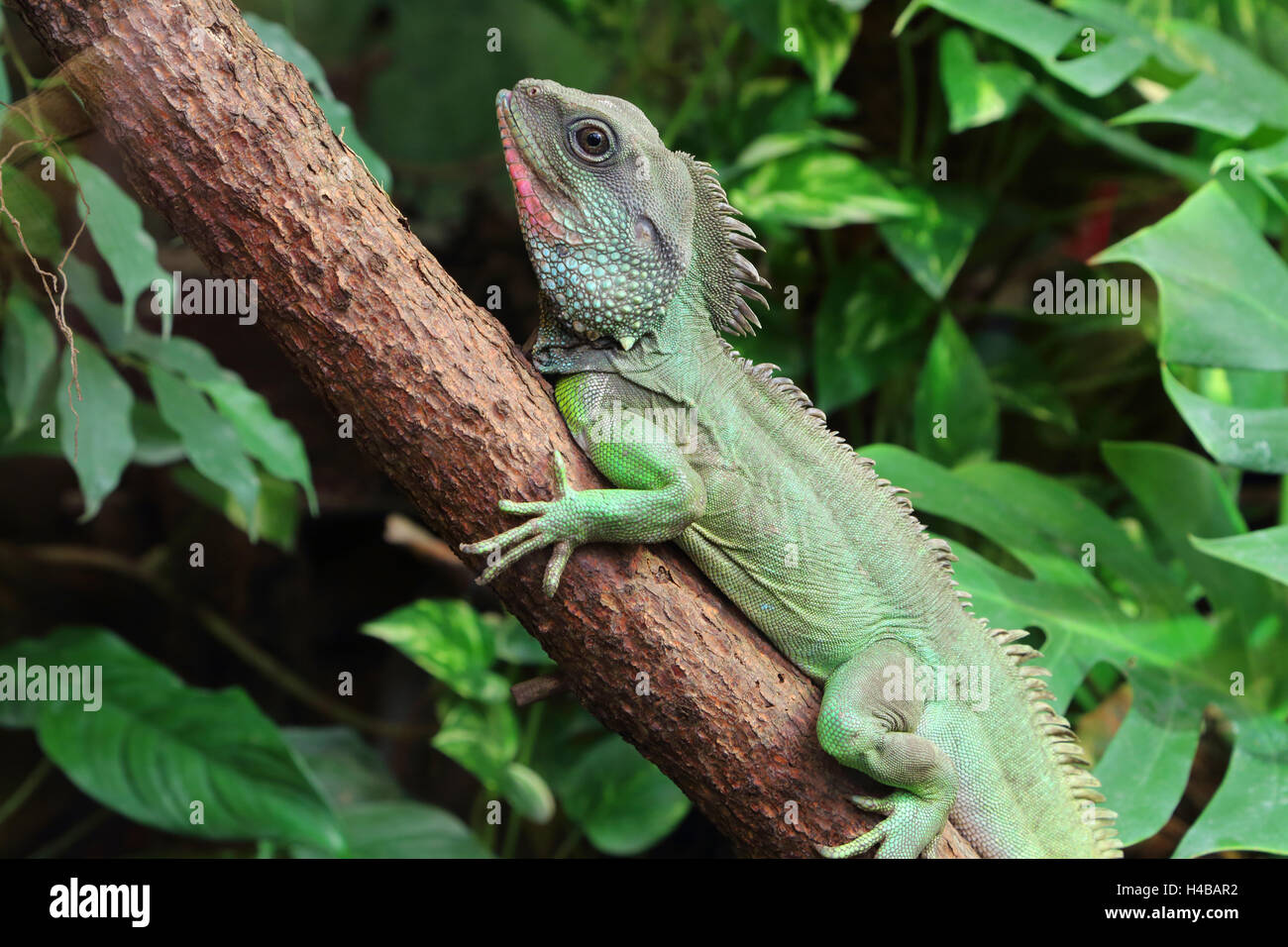 Chinese water dragon hires stock photography and images Alamy