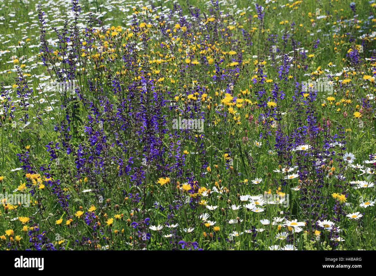 Flower meadow in spring Stock Photo