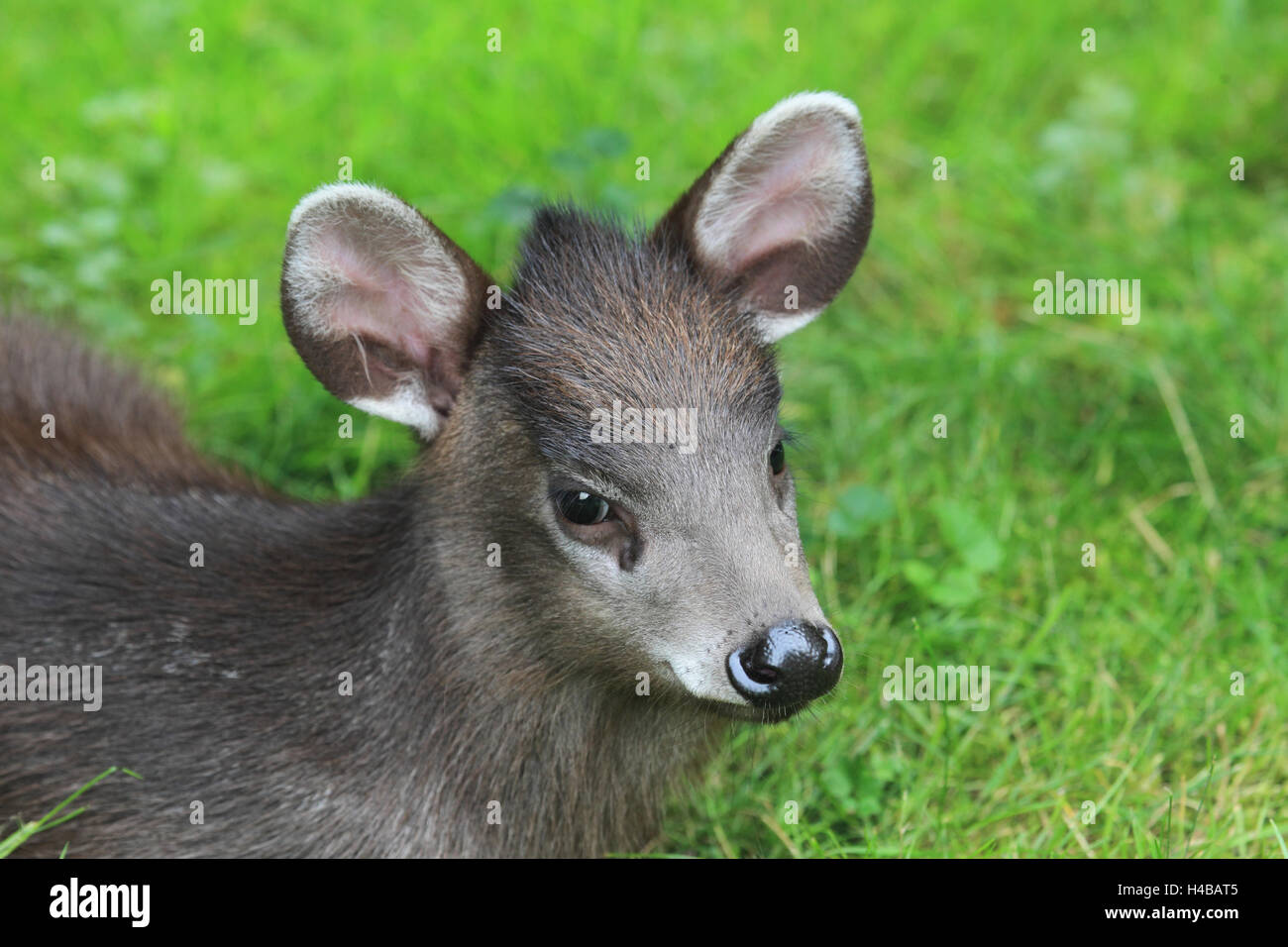 Tufted deer, young animal, Elaphodus cephalophus Stock Photo