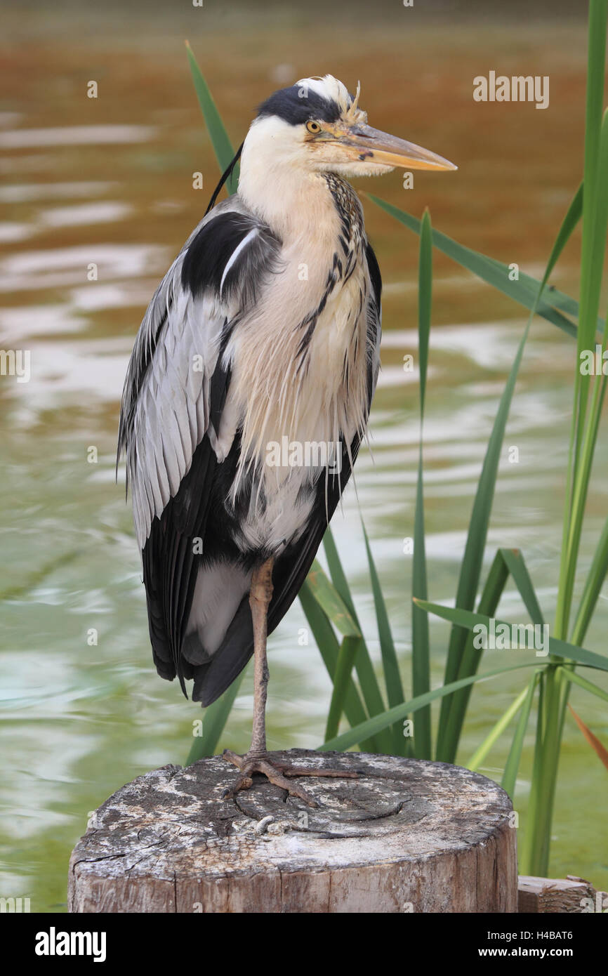 Gray heron, Ardea cinerea Stock Photo