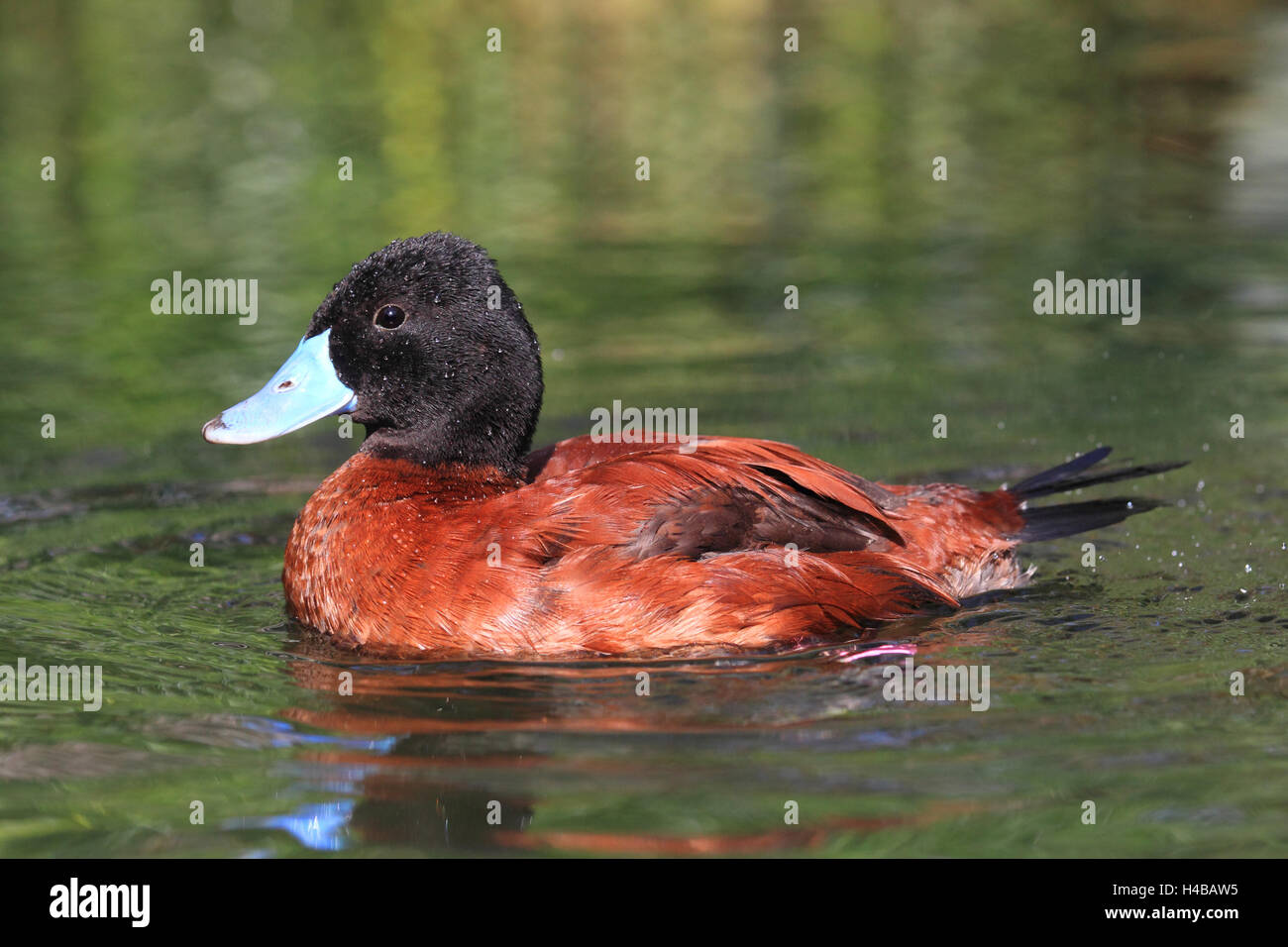 Lake duck, Oxyura vittata Stock Photo