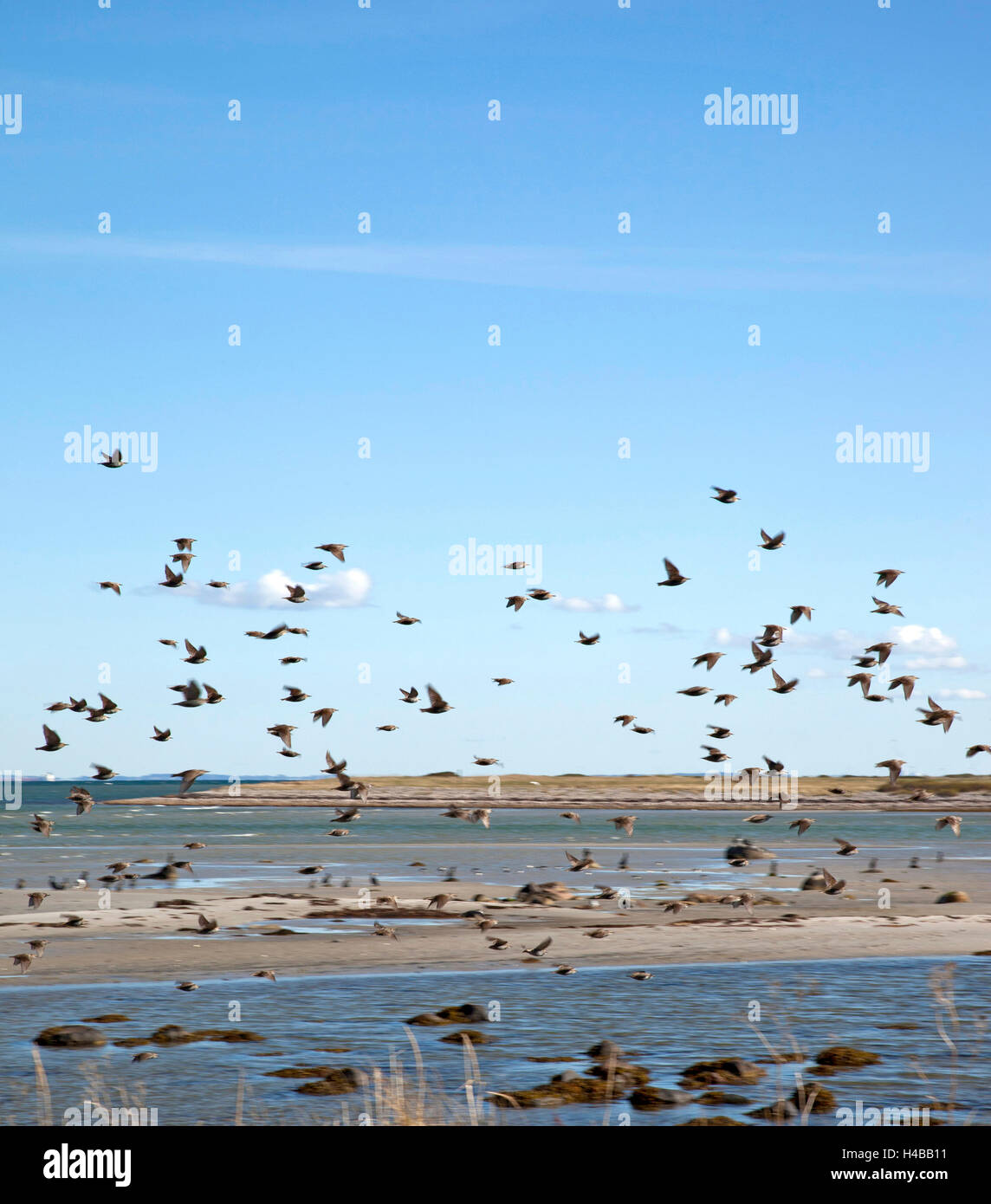 The Baltic Sea, flock of birds, mudflat, landscape Stock Photo - Alamy