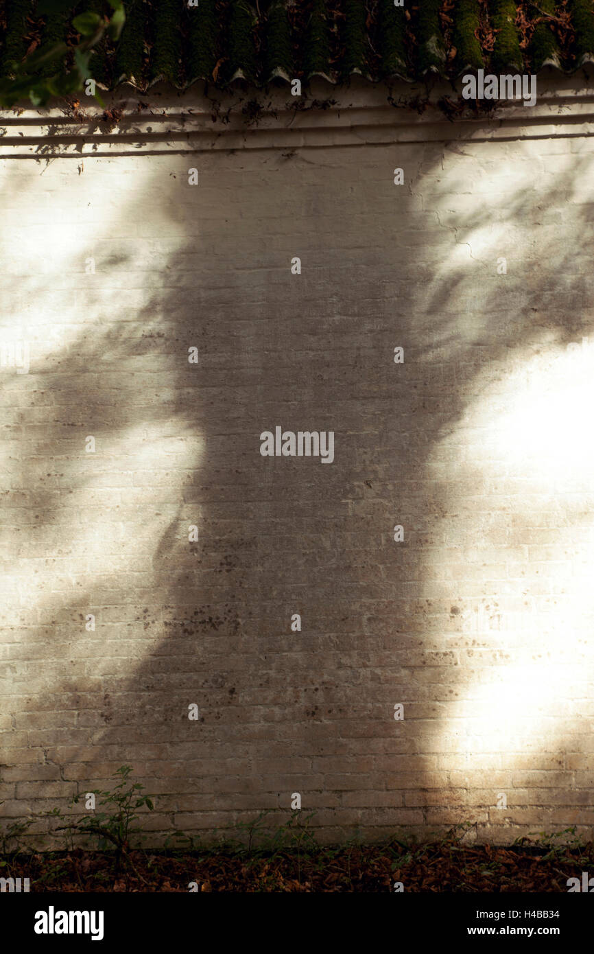 Wall, tree, detail, shadow Stock Photo - Alamy