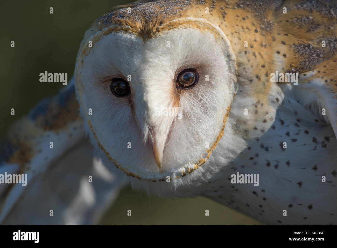 Barn Owl, (Tyto alba).  Injured education animal with Wildlife Rescue Inc., New Mexico. Stock Photo