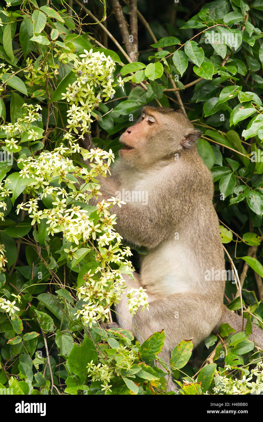 Male rhesus macaque (Macaca mulatta) in jungle, feeding, Kaeng Krachan National Park, Phetchaburi, Thailand Stock Photo