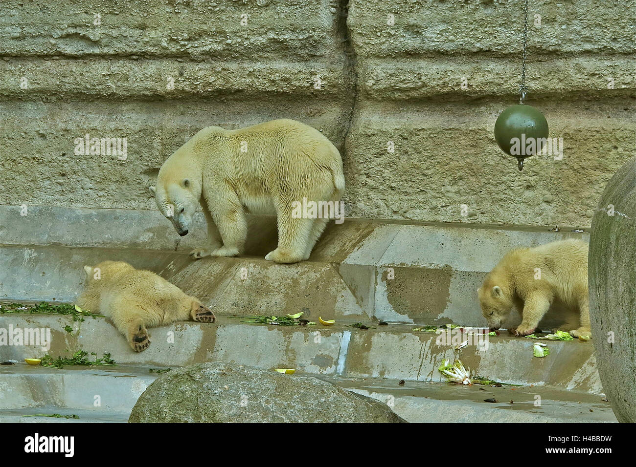 Germany, Upper Bavaria, Munich, Hellabrunn Zoo, polar bears Stock Photo