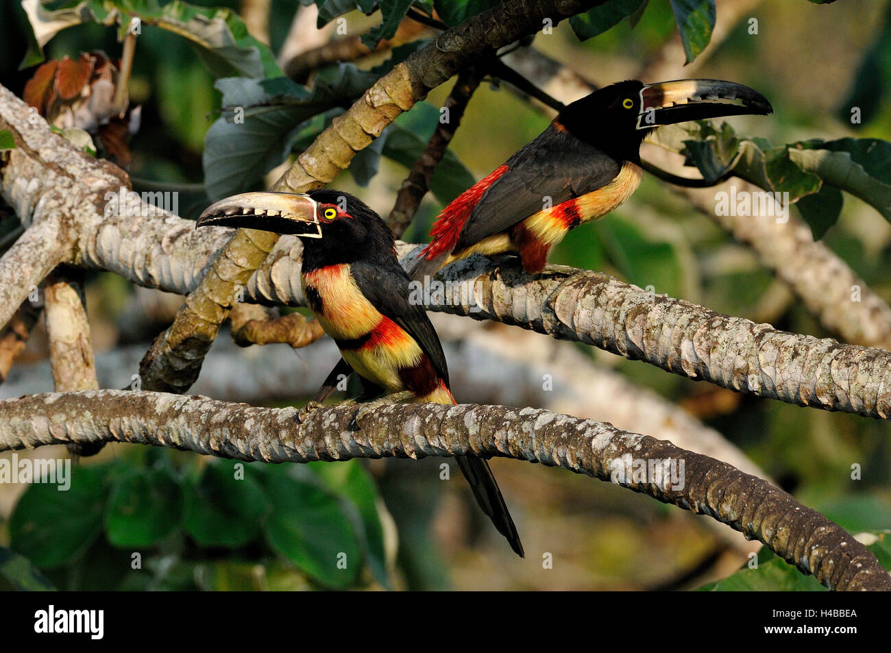 Two colorful Collared aracaris (pteroglossus torquatus), Cayo District, Belize Stock Photo