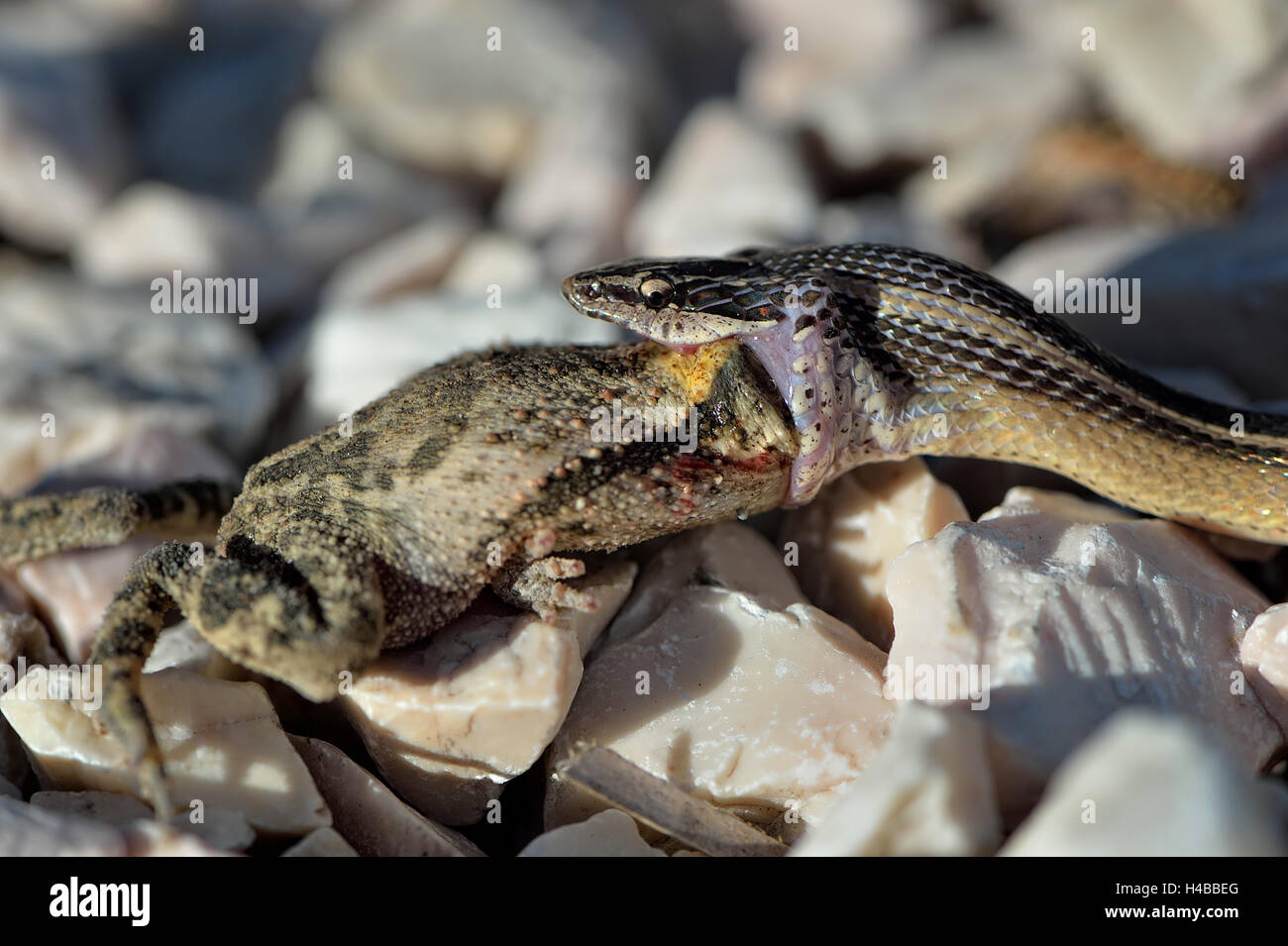 Black-striped Snake (Coniophanes schmidti) with prey, Corozal District, Belize Stock Photo