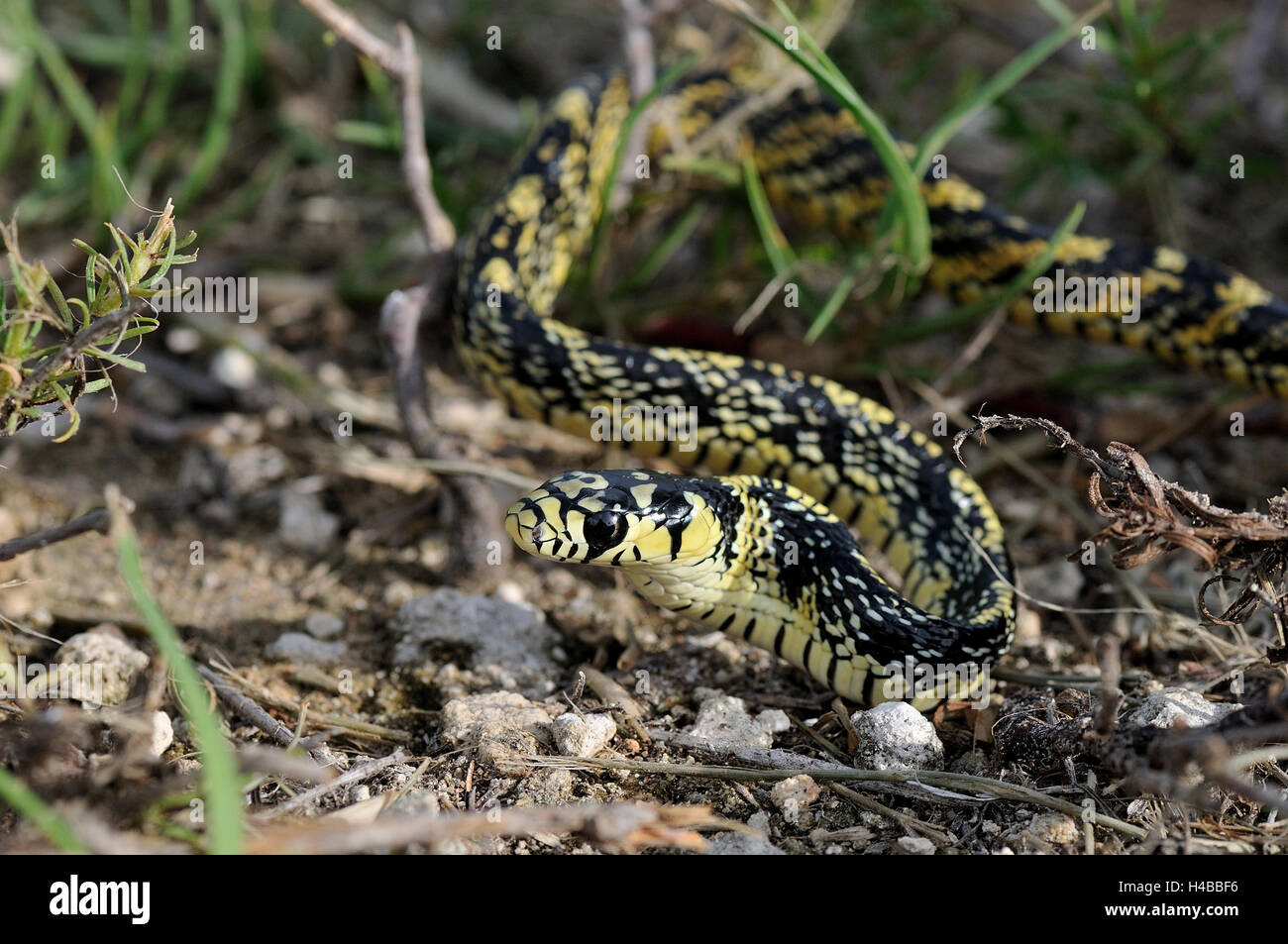 Juvenile tropical Chicken Snake (spilotes pullatus), Corozal District, Belize Stock Photo