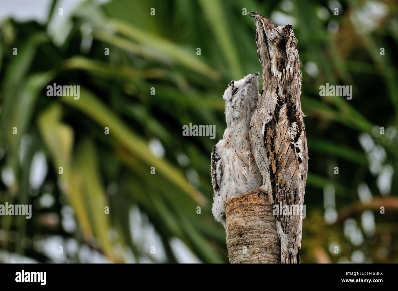 Northern potoo (nyctibius jamaicensis) with chick, peculiar, mimicry, Corozal District, Belize Stock Photo