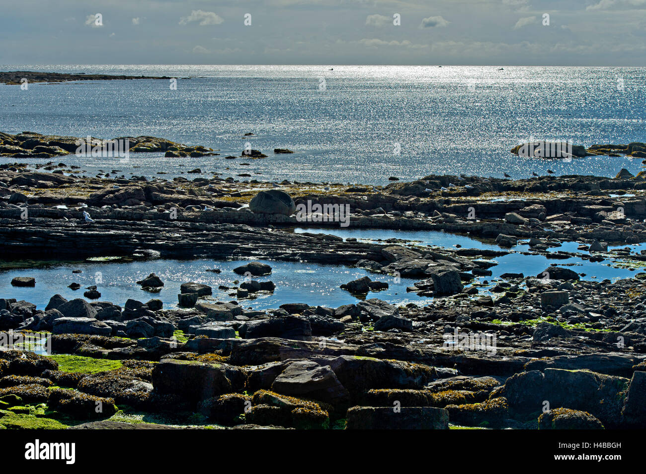 Tide pools in the evening, Roome Bay, Crail, East Neuk of Fife, Scotland, United Kingdom Stock Photo