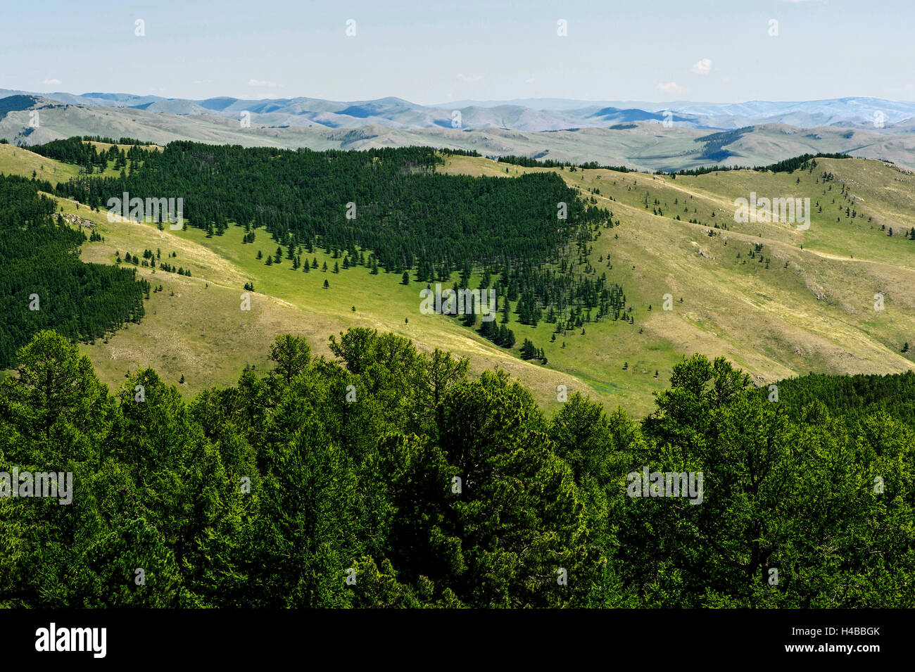 Steppe landscape with receding forest due to climate change, Uvurkhangai aimag, Mongolia Stock Photo