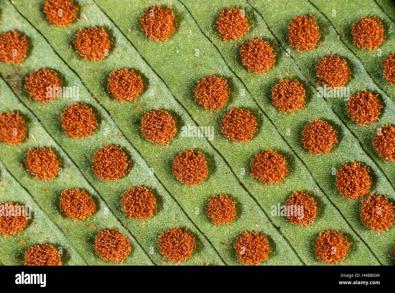 Close up of circular sori with mature sporangia on the underside of fern leaves, Amazon rain forest, Copalinga, Zamora Province Stock Photo