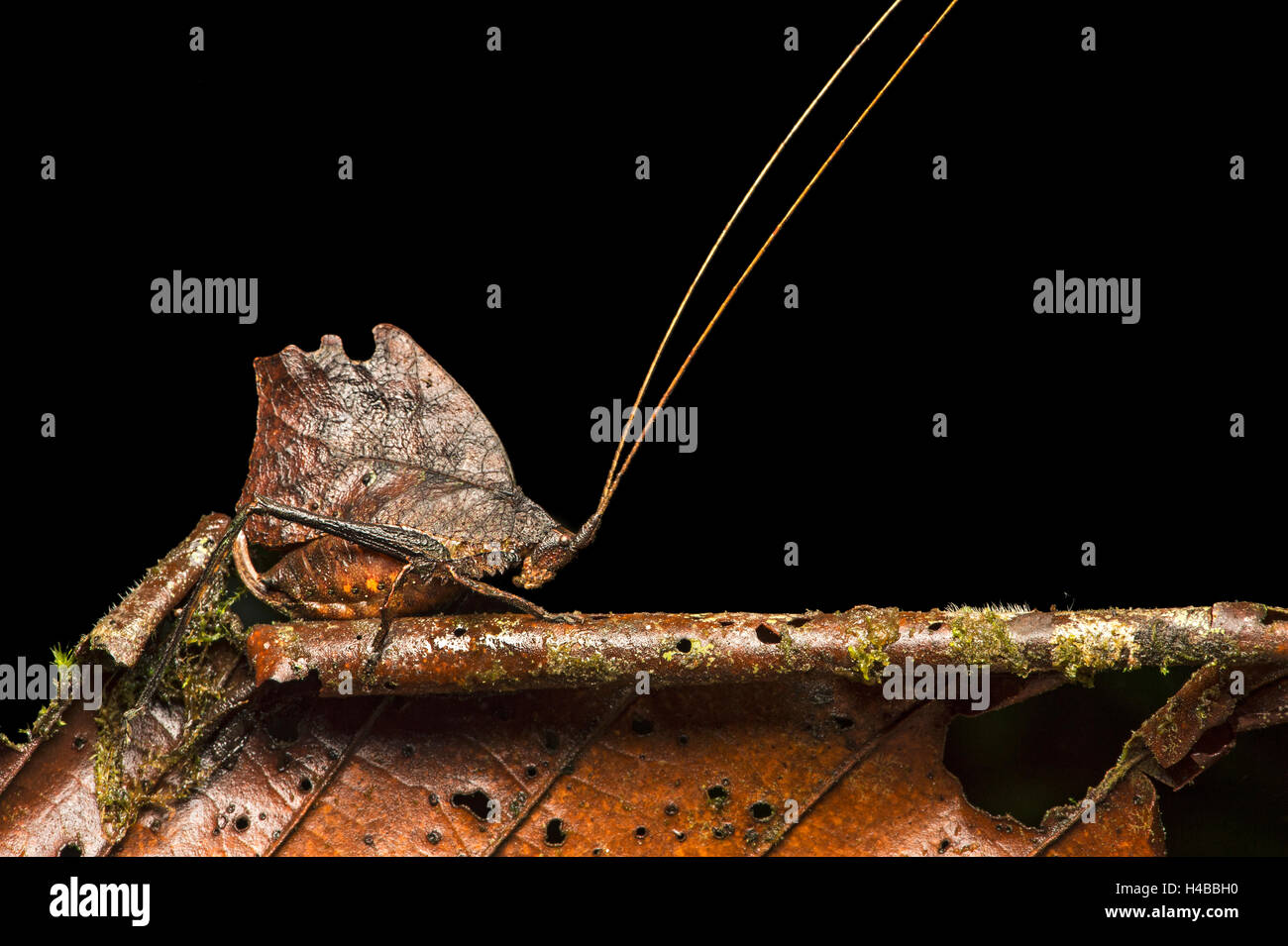 Katydid or bush cricket (Tettigoniidae) mimicking withered leaf, phytomimesis, Amazon rainforest, Copalinga, Zamora Province Stock Photo