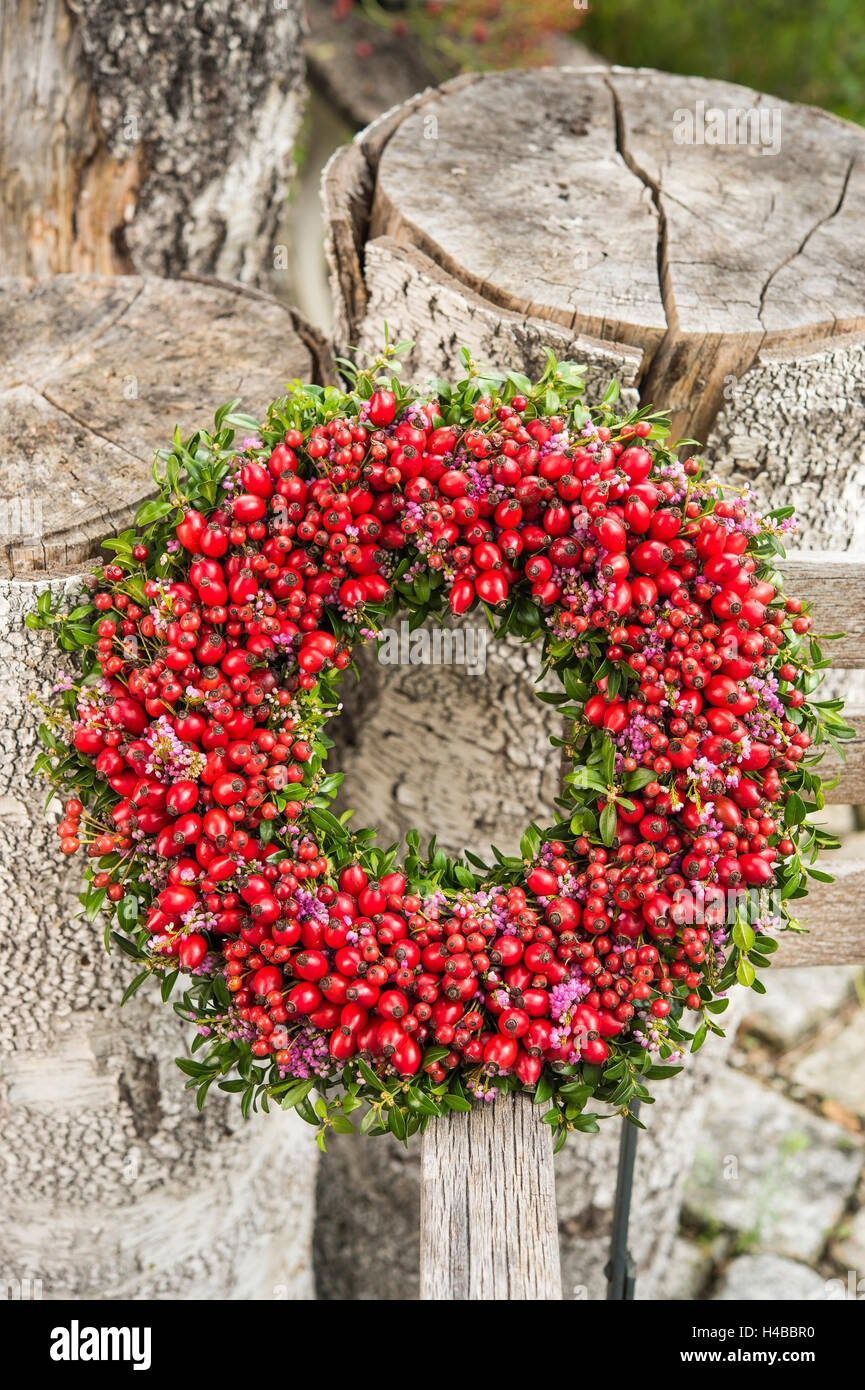 Attached autumn wreath on birch trunk with rosehip (Rosa canina), Buchs (Buxus sempervirens), Calluna (Calluna vulgaris) Stock Photo