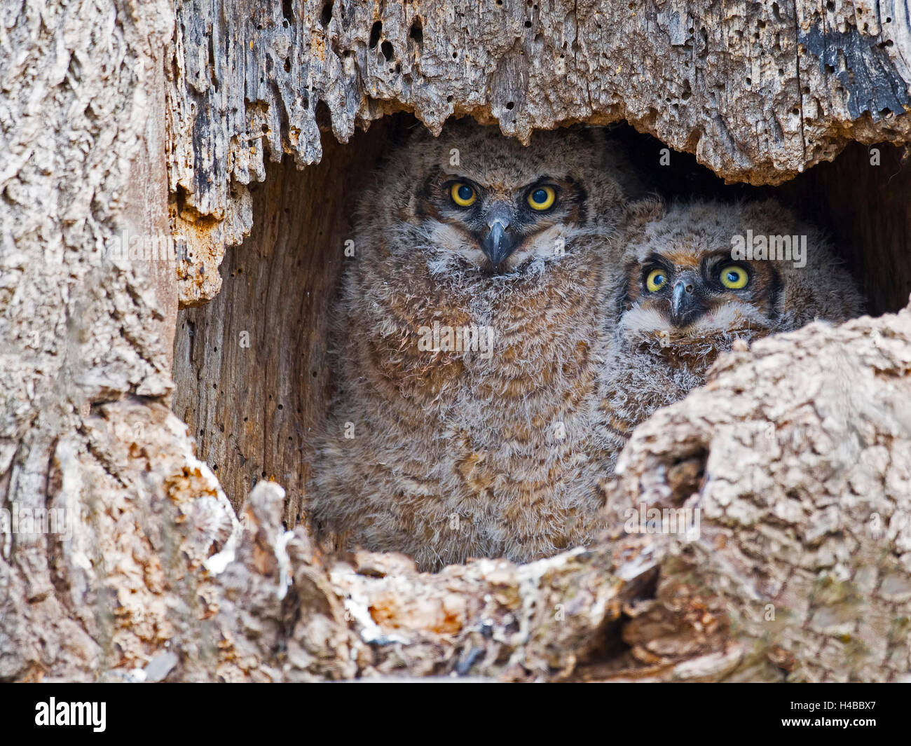 Great Horned Owlets Stock Photo