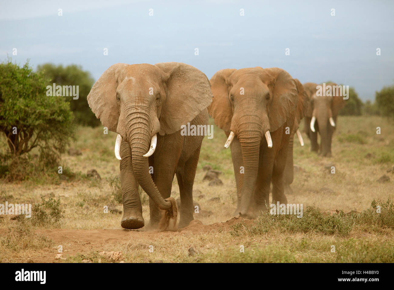 African elephants (Loxodonta africana), Amboseli National Park, Kajiado County, Kenya Stock Photo