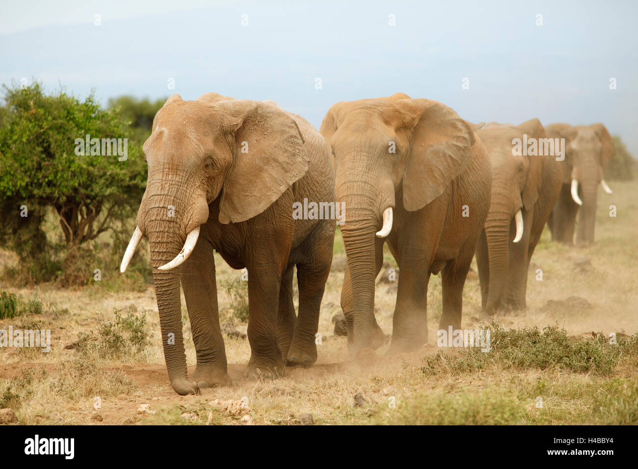 African elephants (Loxodonta africana), Amboseli National Park, Kajiado County, Kenya Stock Photo