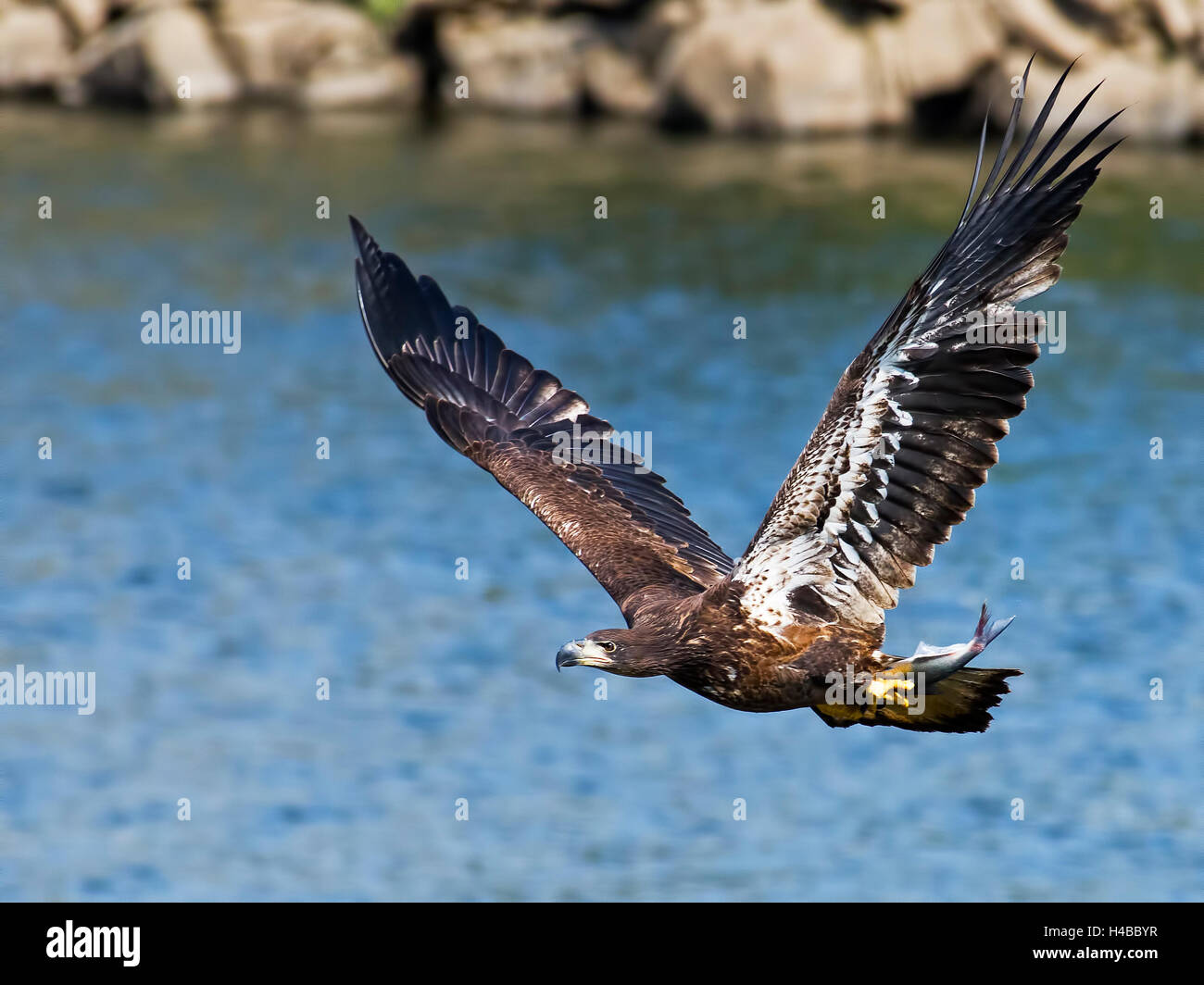 Juvenile Bald Eagle in Flight with Fish Stock Photo - Alamy