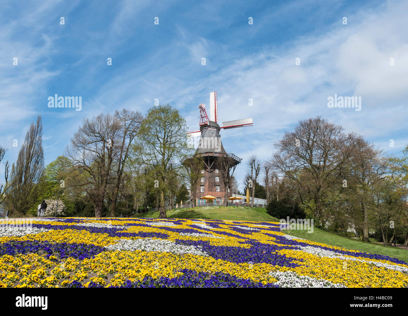 Colorful flowerbeds with windmill and ramparts, springtime, Bremen, Germany Stock Photo