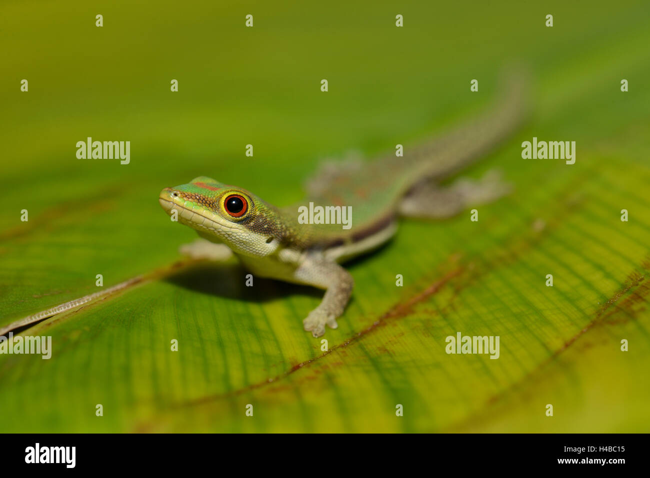 Lined day gecko (Phelsuma lineata) on leaf, Ranomafana, Eastern Madagascar, Madagascar Stock Photo