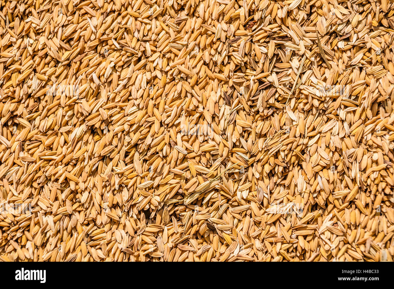 Unpeeled rice grains at a market, Uttamapalaiyam, Tamil Nadu, India Stock Photo