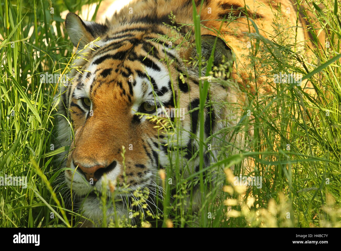Siberian tiger (Panthera tigris altaica), Portrait, hidden in the tall grass, captive Stock Photo