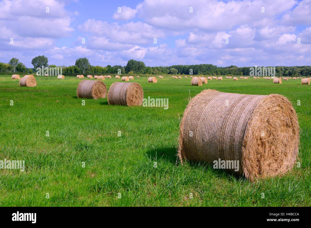 Straw bales in a meadow, Brandenburg, Germany Stock Photo Alamy