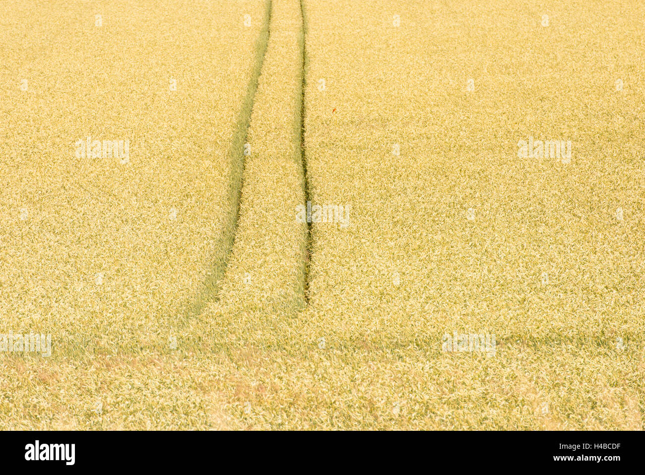 Yellow crop field with tracks in rural area, Sweden Stock Photo