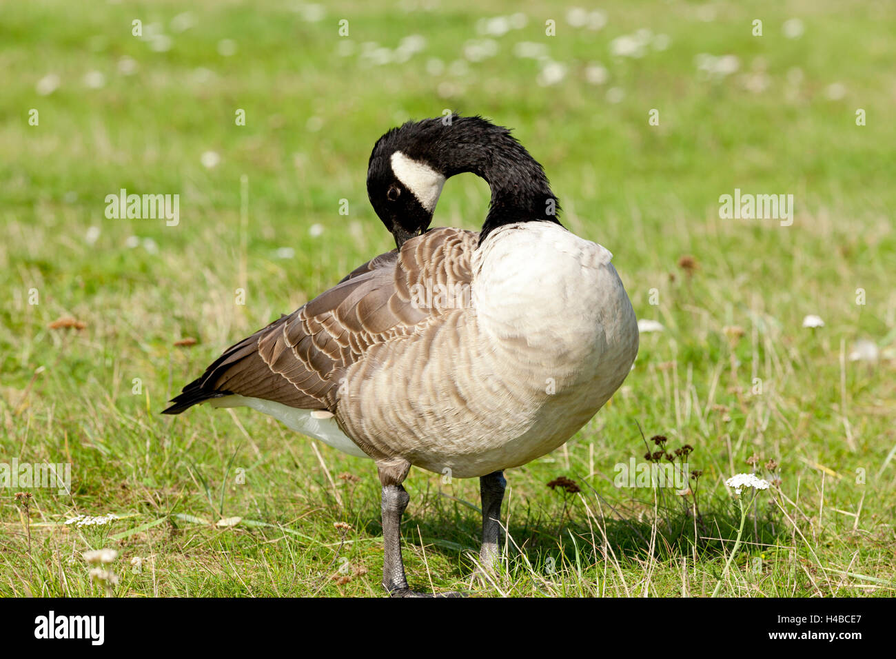 black goose (Branta Stock Photo - Alamy