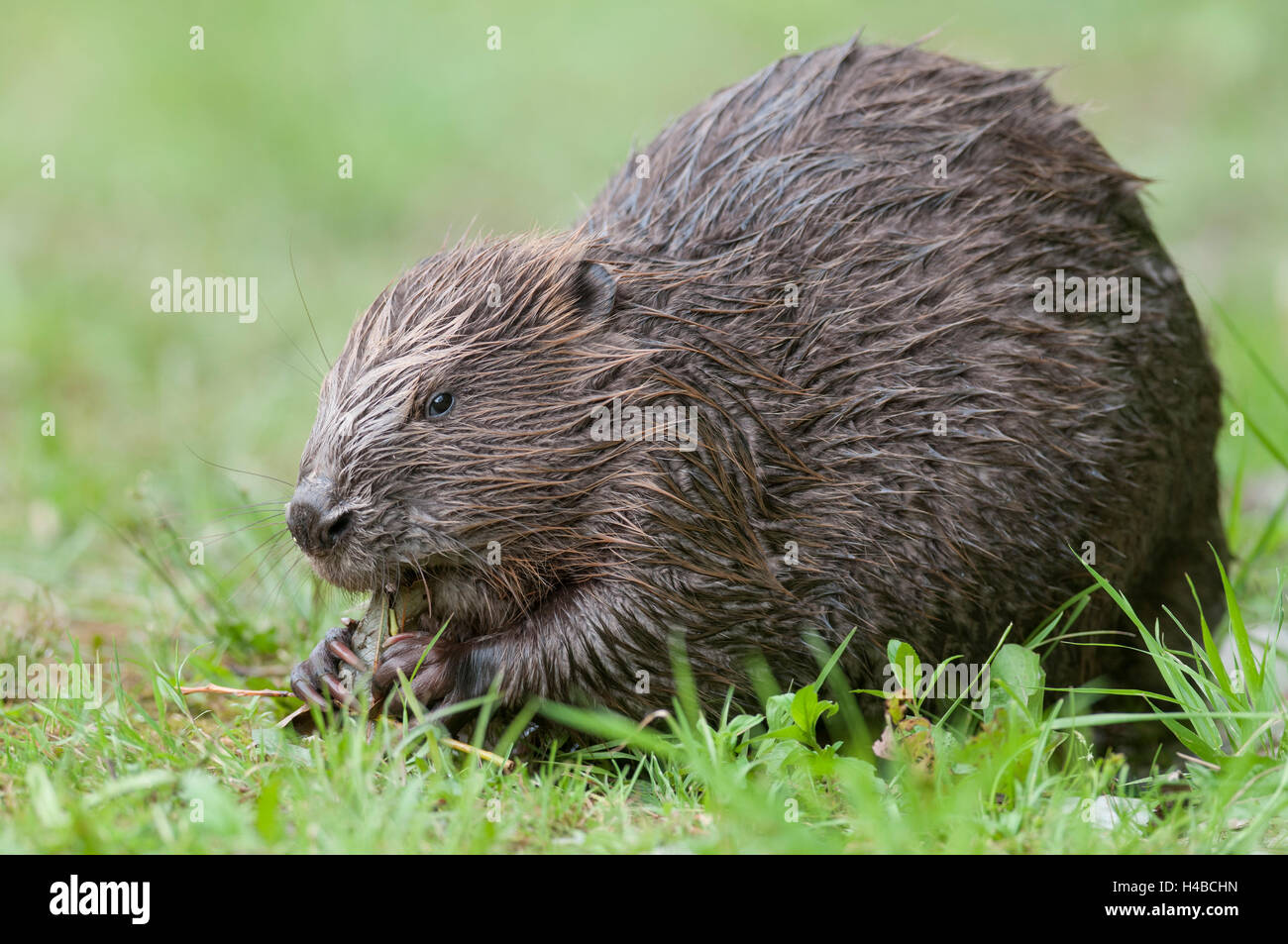 European beaver (Castor fiber) eats a willow branch, Tyrol, Austria, Europe Stock Photo
