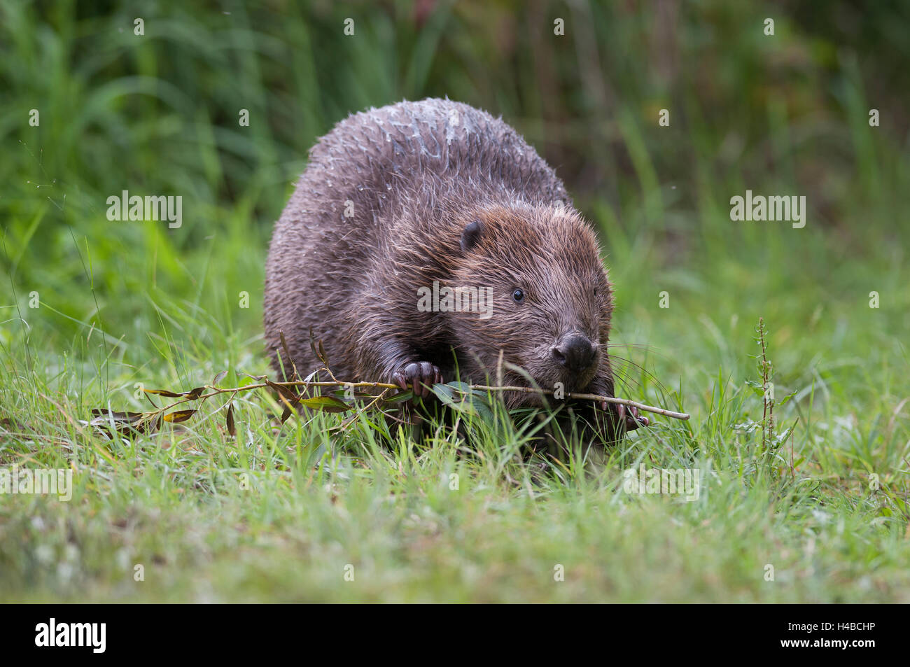 European beaver (Castor fiber) eats a willow branch, Tyrol, Austria, Europe Stock Photo