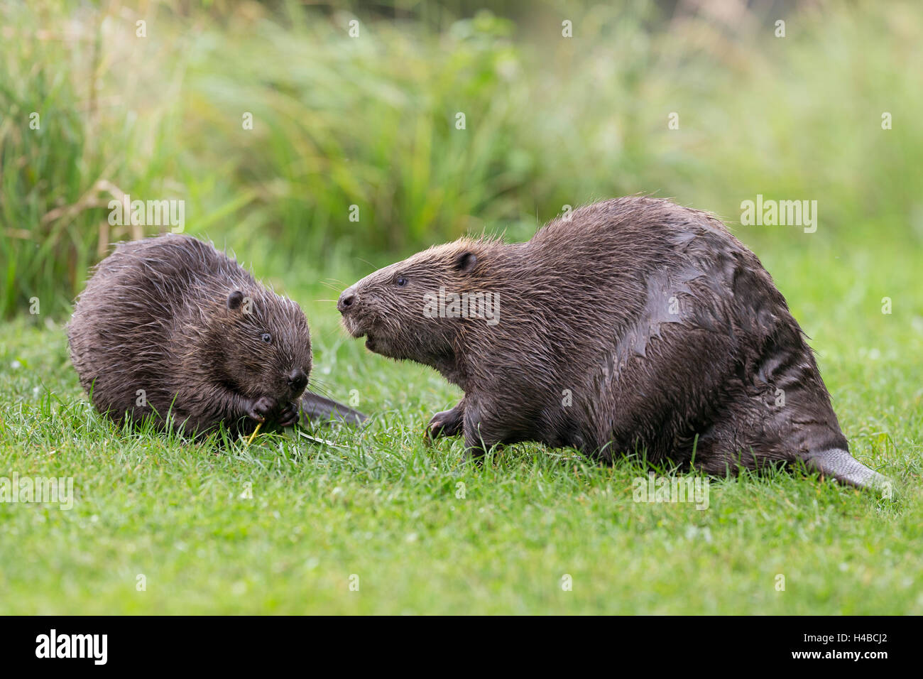 European beaver (Castor fiber) with juvenile, Tyrol, Austria, Europe Stock Photo