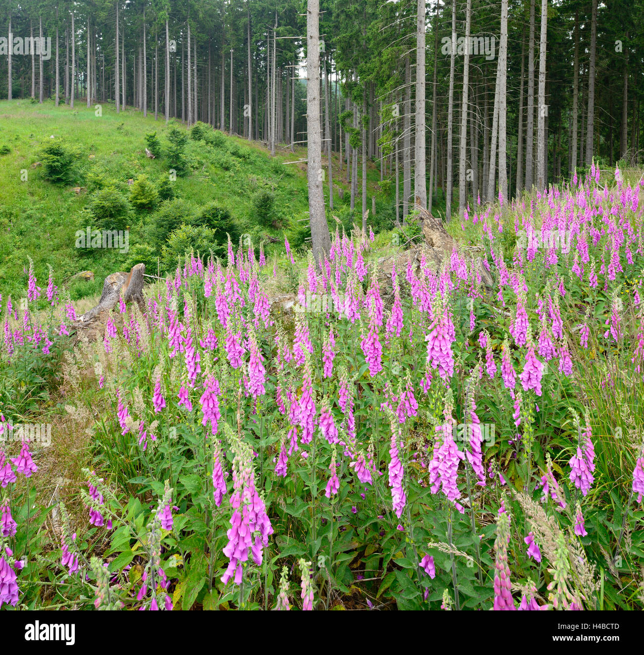 Germany, Saxony-Anhalt, Harz, spruce forest, purple foxglove on clearing Stock Photo