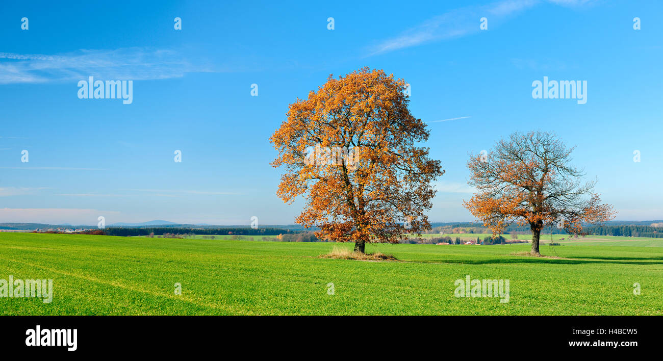 Germany, Saxony-Anhalt, Mansfelder Land, Harz foothills, two oaks in autumn colour in the background the Brocken Stock Photo
