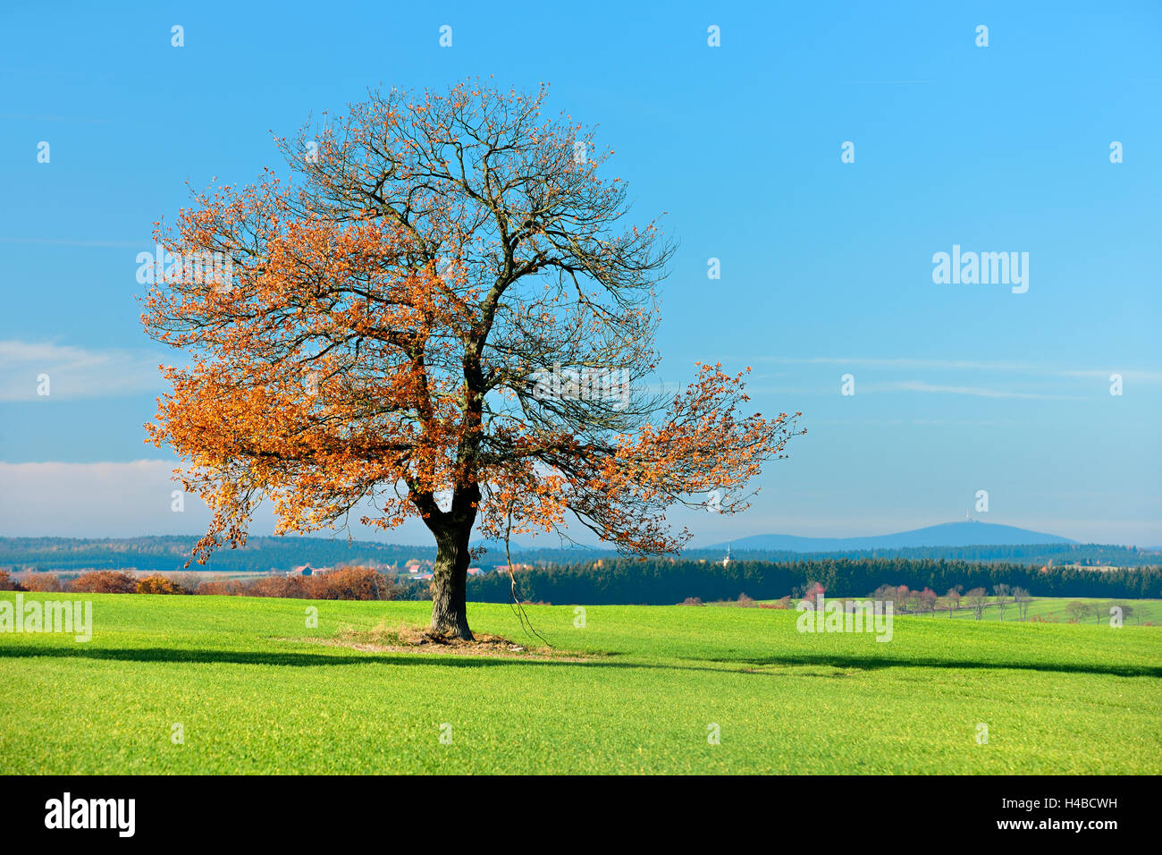 Germany, Saxony-Anhalt, Mansfelder Land, Harz foothills, oak in autumn colour, in the background the Brocken Stock Photo