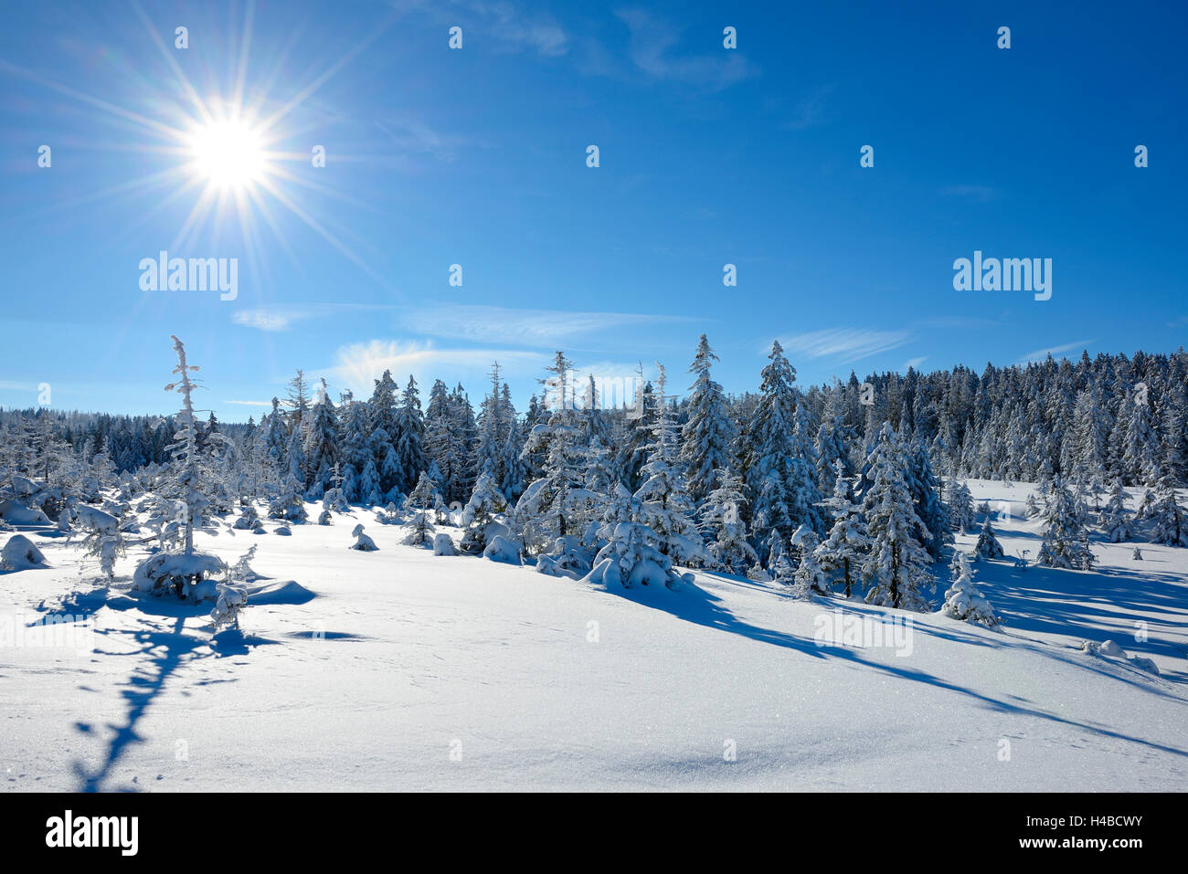Germany, Lower Saxony, Harz National Park, near Torfhaus, unspoiled winter landscape Stock Photo