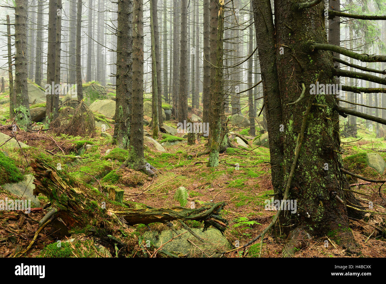 Germany, Saxony-Anhalt, Harz National Park, forest wilderness at the Harzer Hexenstieg in the fog Stock Photo