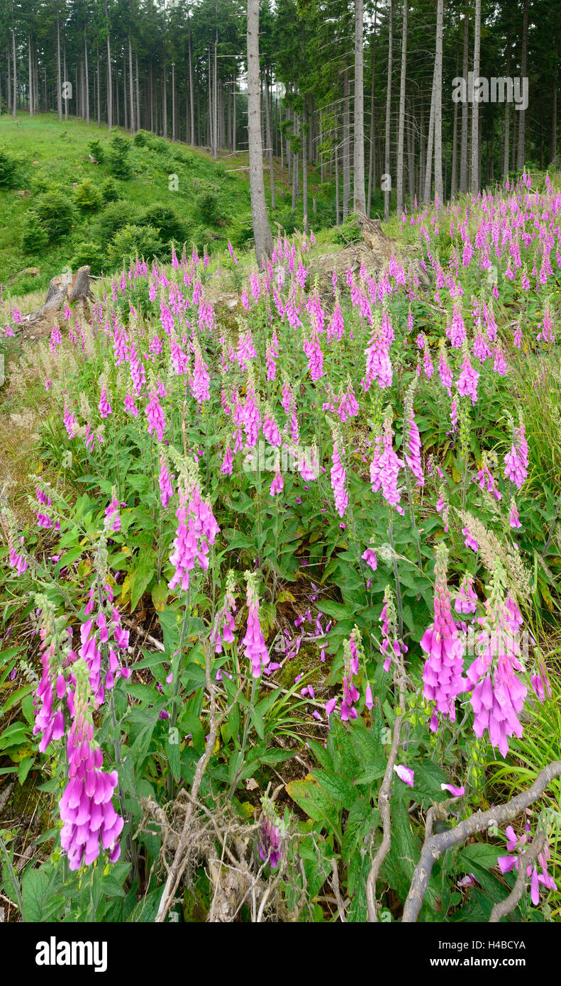 Germany, Saxony-Anhalt, Harz, spruce forest, purple foxglove on clearing Stock Photo