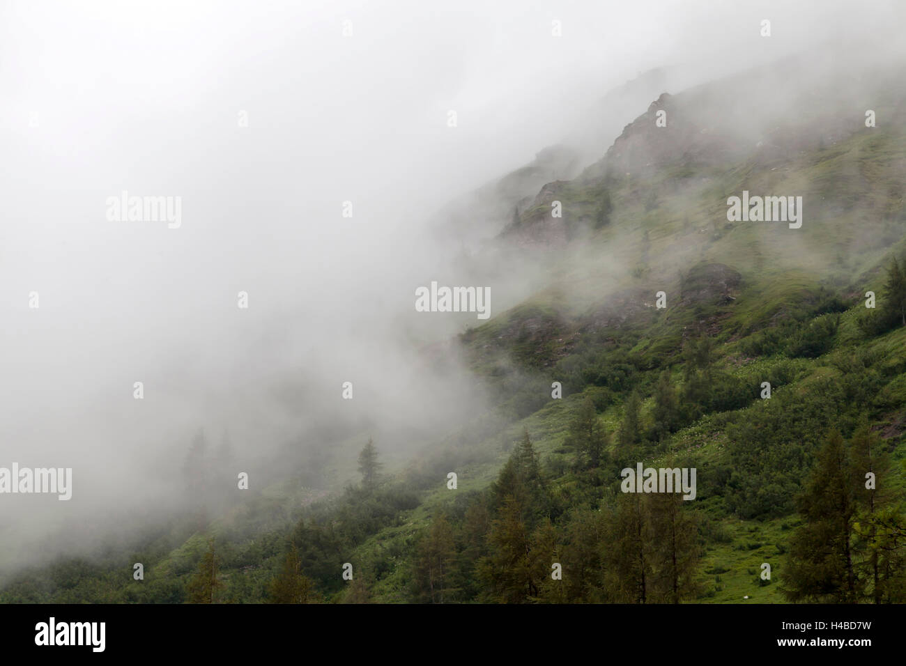 Mountain pasture in fog hi-res stock photography and images - Alamy