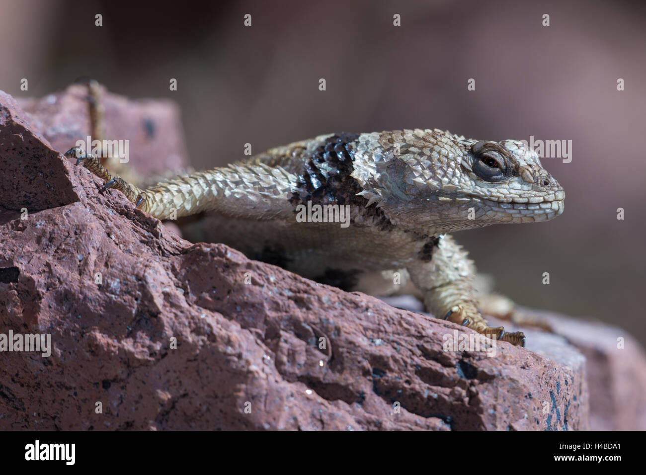 New Mexico Crevice Spiny Lizard, (Sceloporus poinsettii poinsettii), Magdalena mountains, New Mexico, USA. Stock Photo