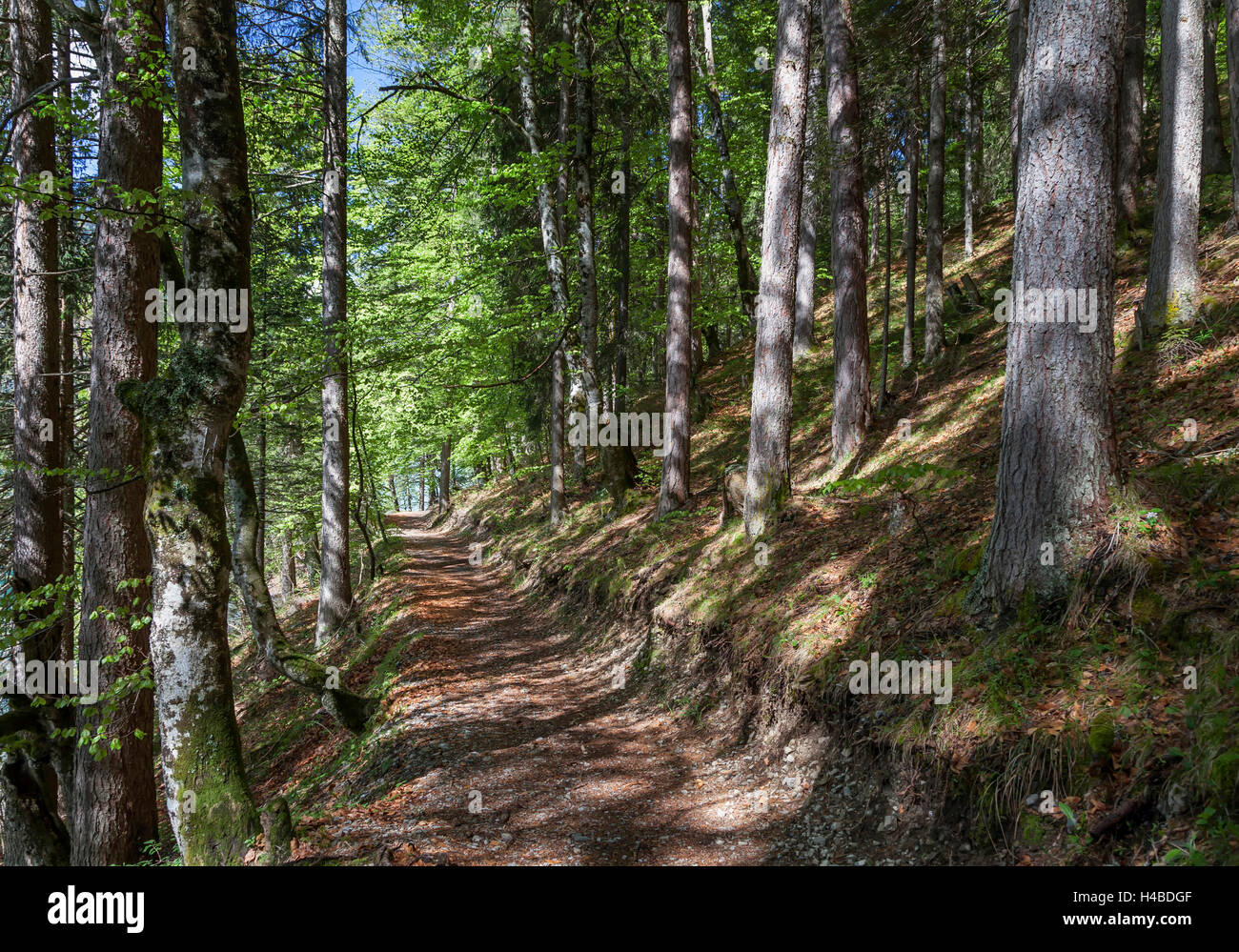 Forest at Lake Weissensee Stock Photo