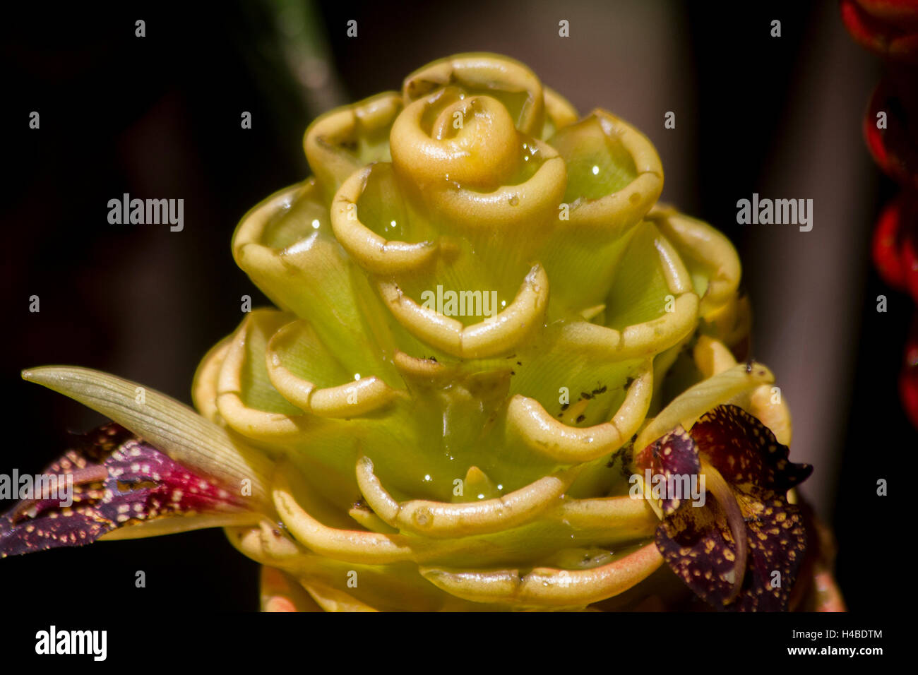 blossoming pineapple ginger Stock Photo