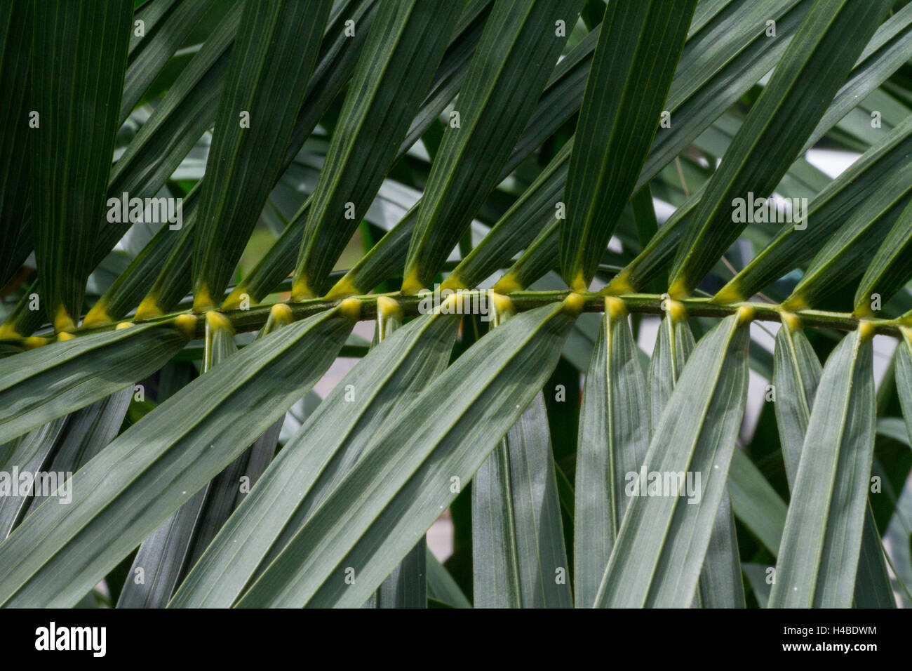 yellow green leaf nodes Stock Photo - Alamy