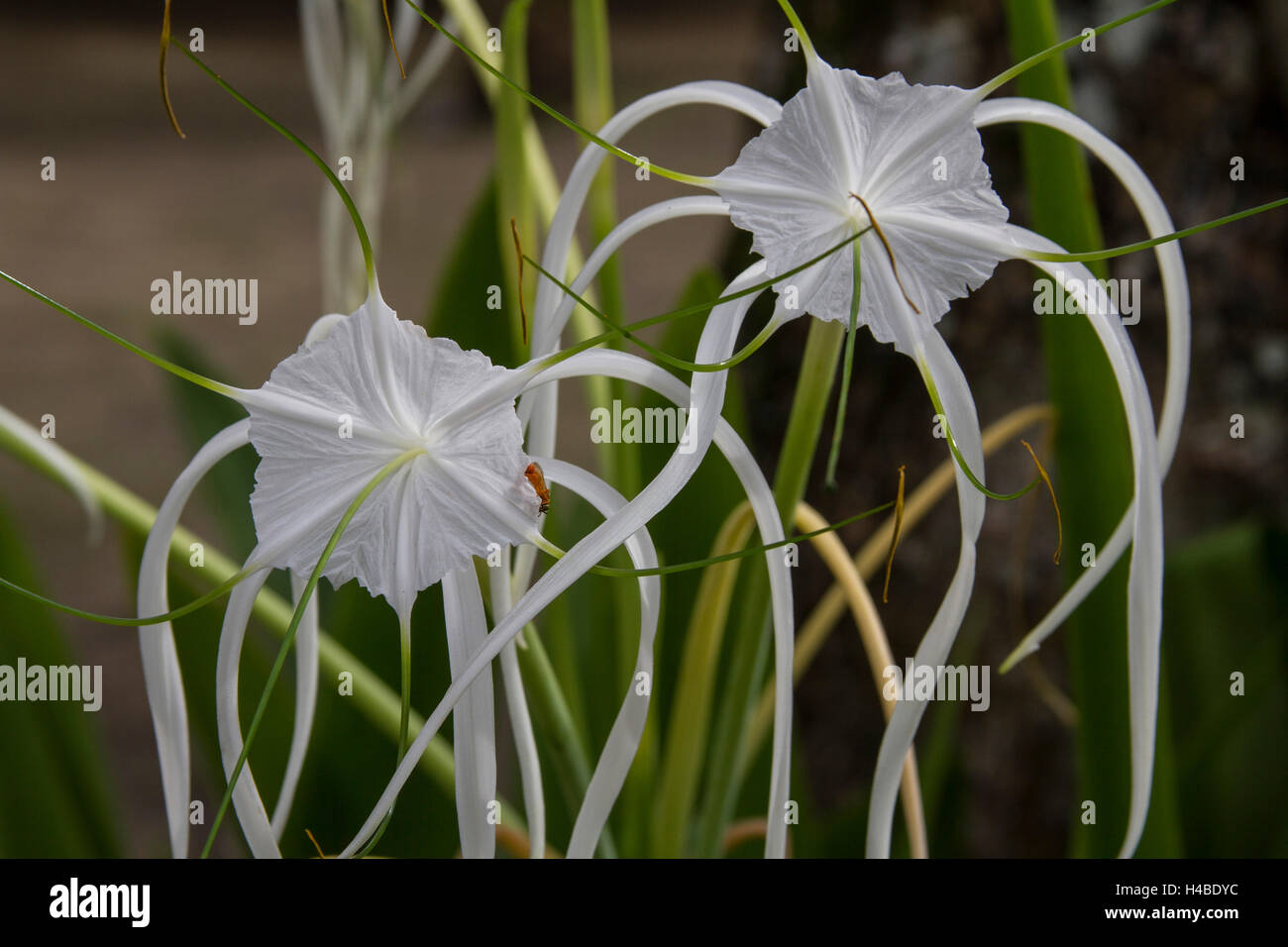Spider lily Hymenocallis Stock Photo
