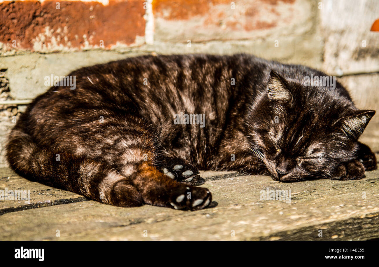 sleeping cat in the sun Stock Photo
